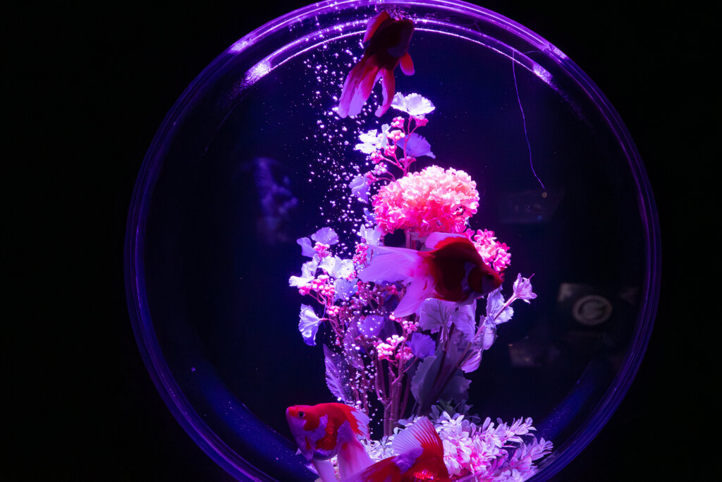 アートアクアリウム　丸い水槽で泳ぐ金魚