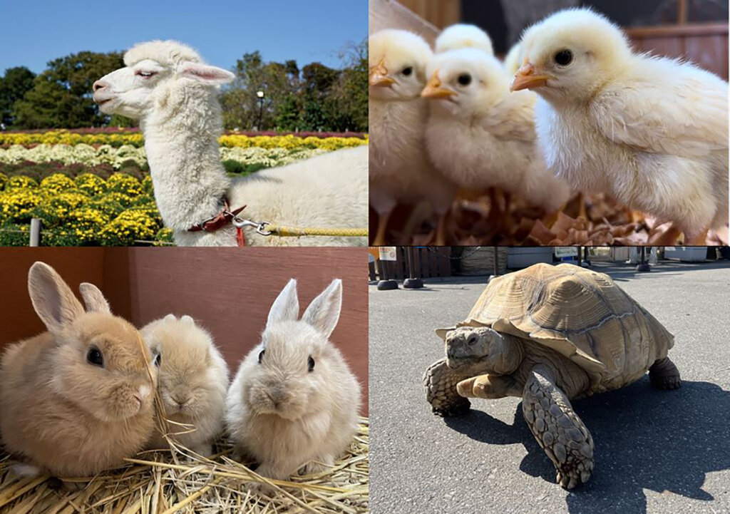 ラクダ　ひよこ　うさぎ　リクガメ