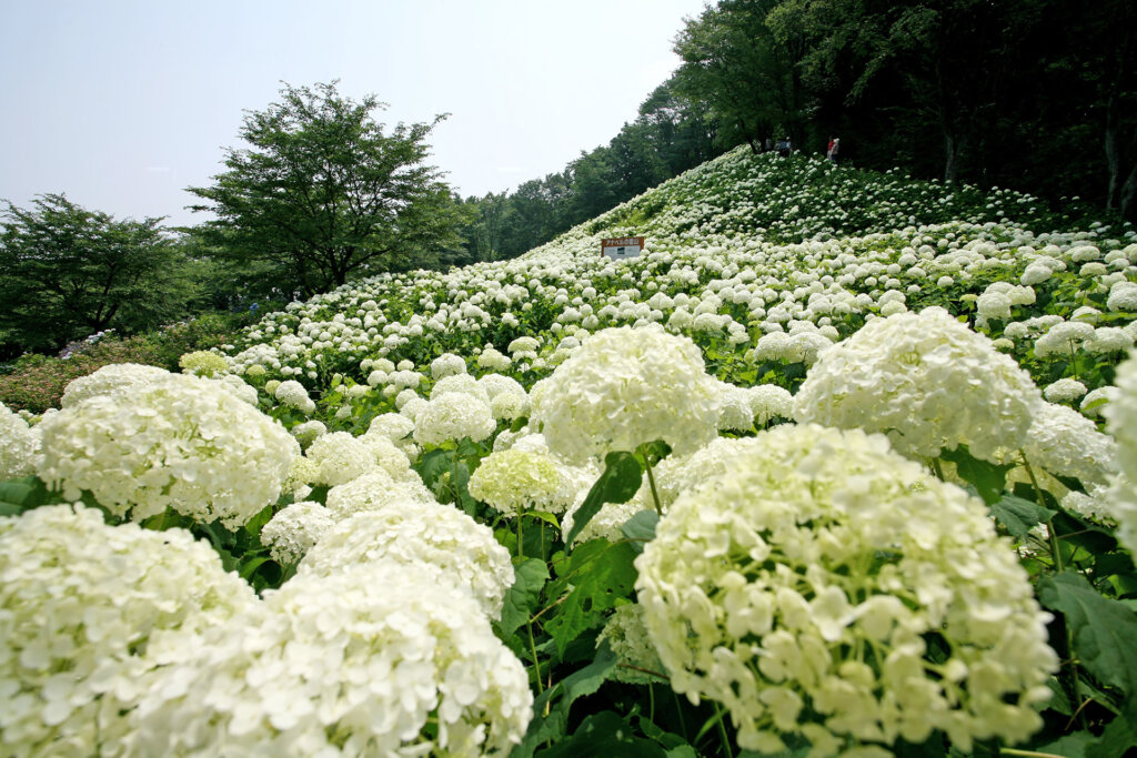 白い紫陽花の丘