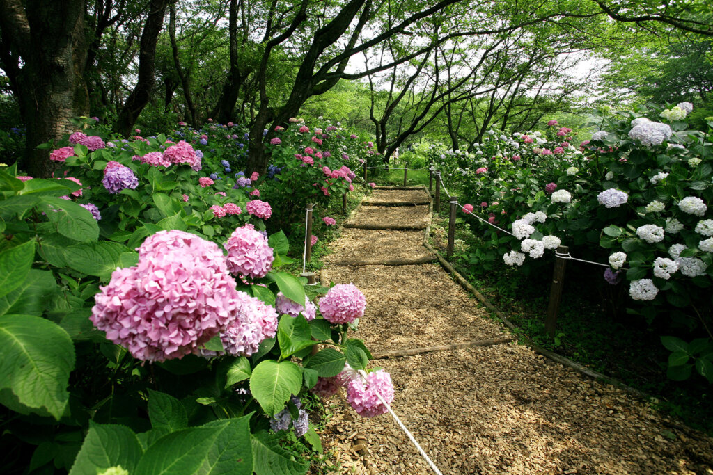紫陽花ロード