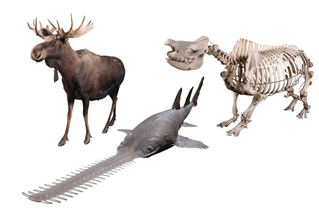 特別展　超危険生物展　展示標本