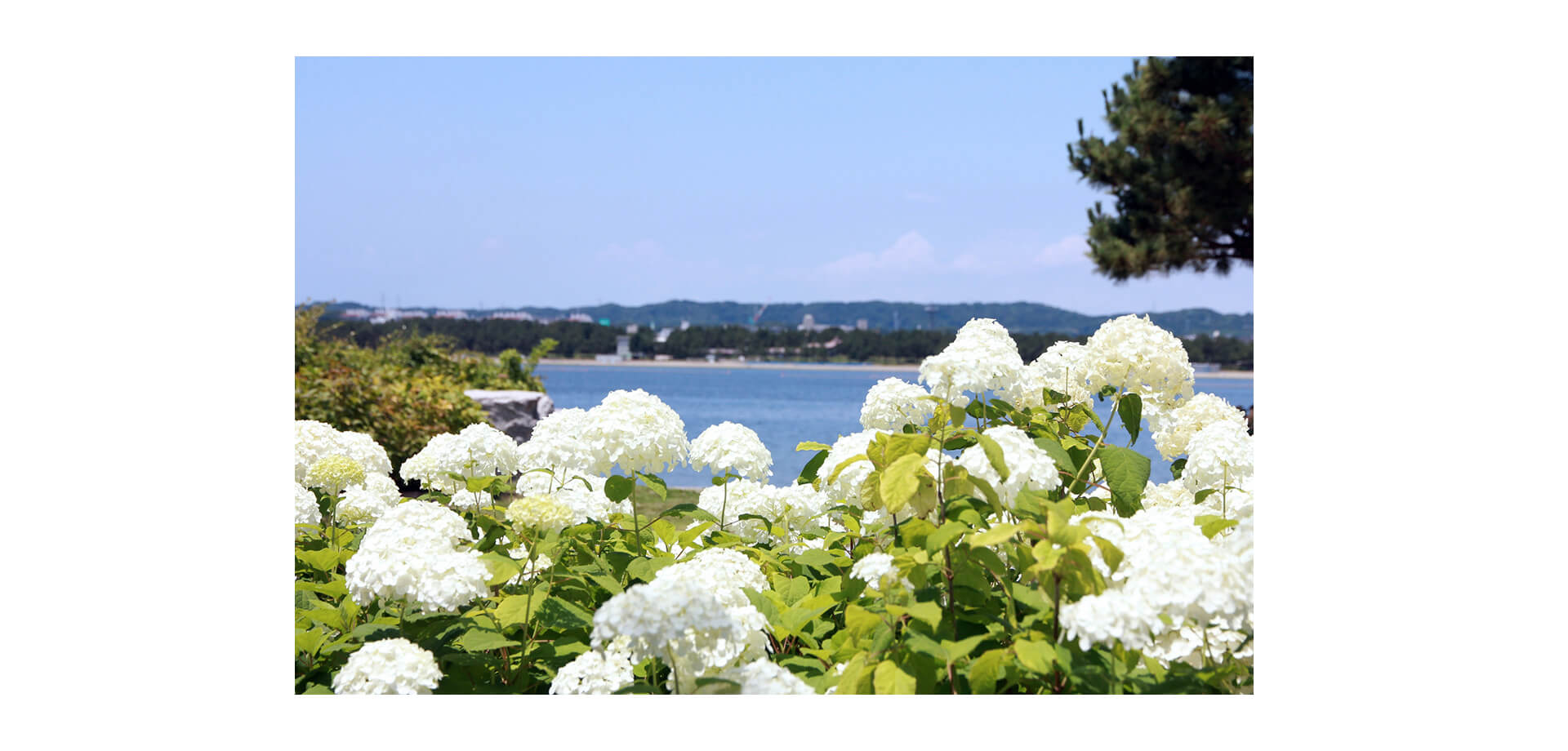 八景島の紫陽花