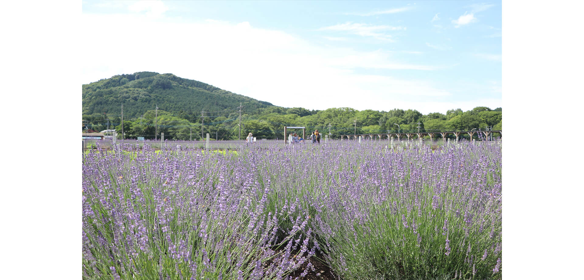 らんざんラベンダーまつり 会場風景