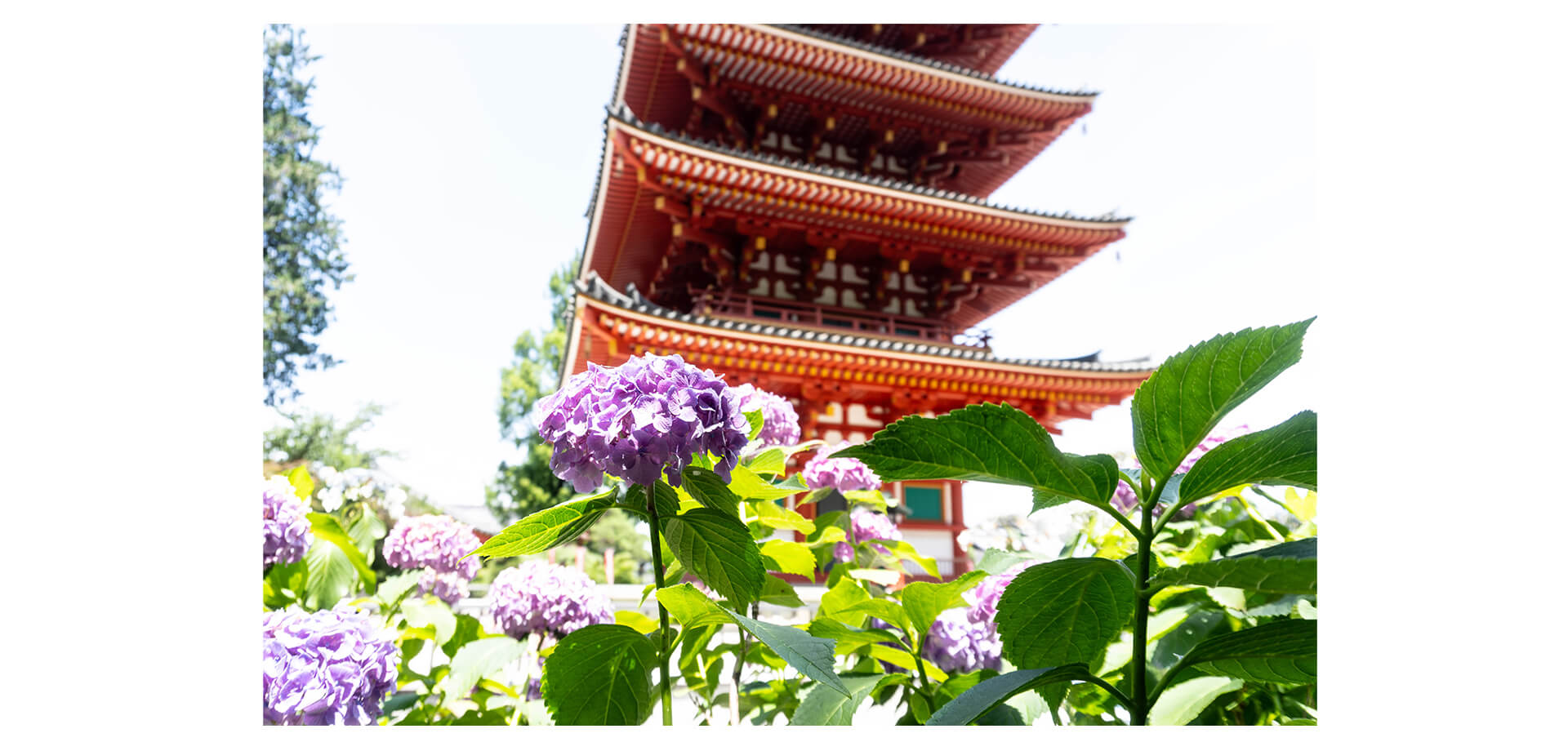 高幡不動あじさいまつり