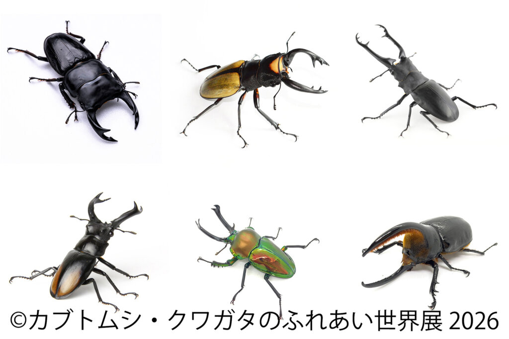 カブトムシ・クワガタの ふれあい世界展 2026 登場カブトムシ・クワガタ