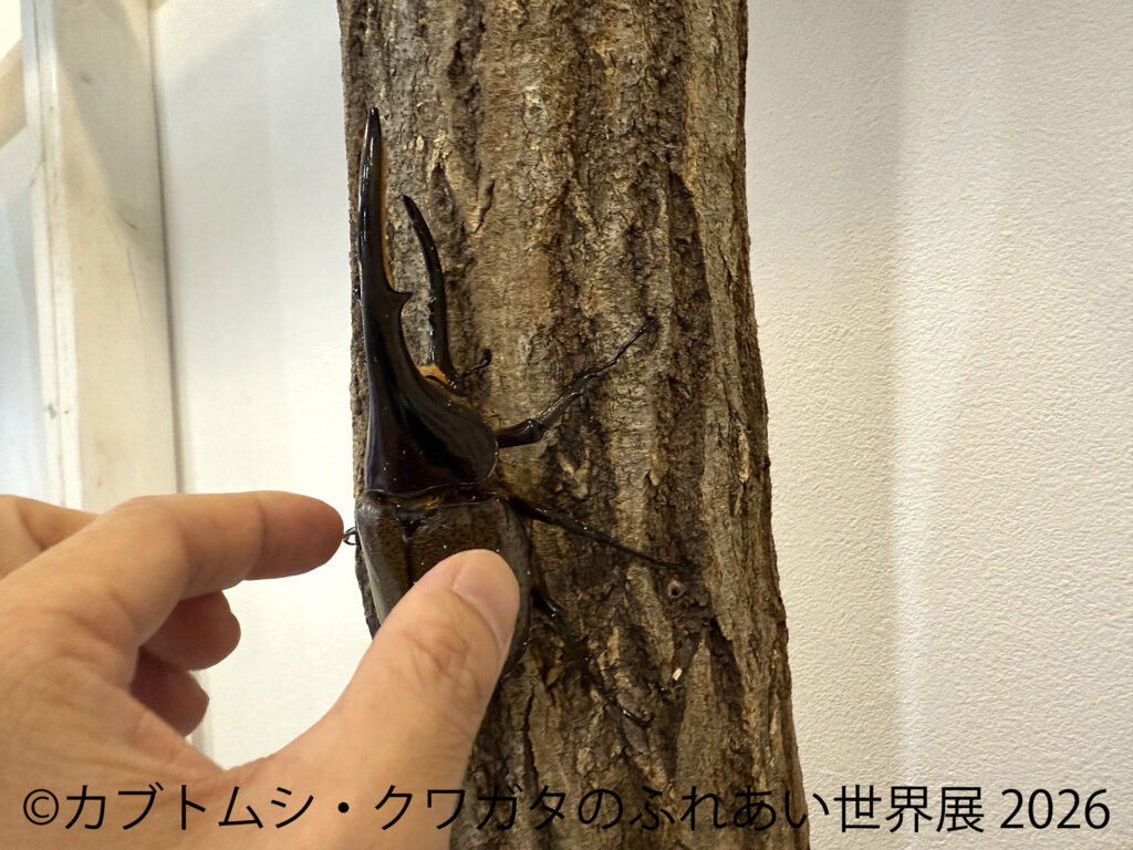 カブトムシに触る子供