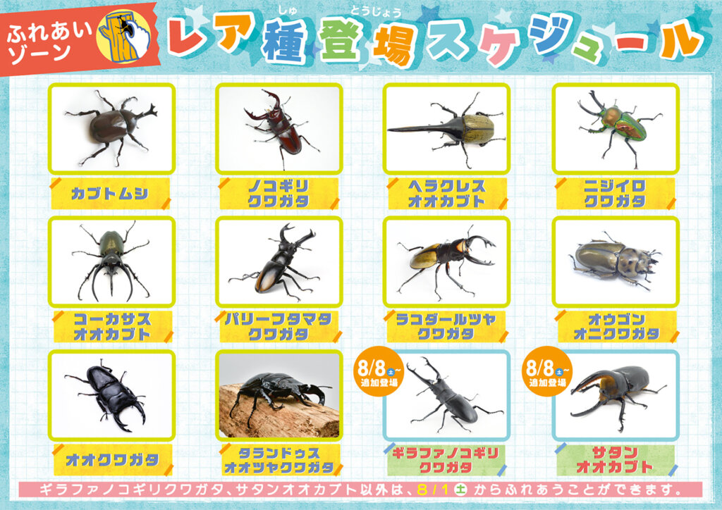 カブトムシ・クワガタ登場スケジュール表