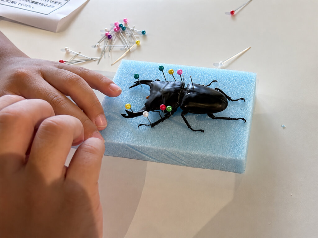 昆虫標本作りの様子