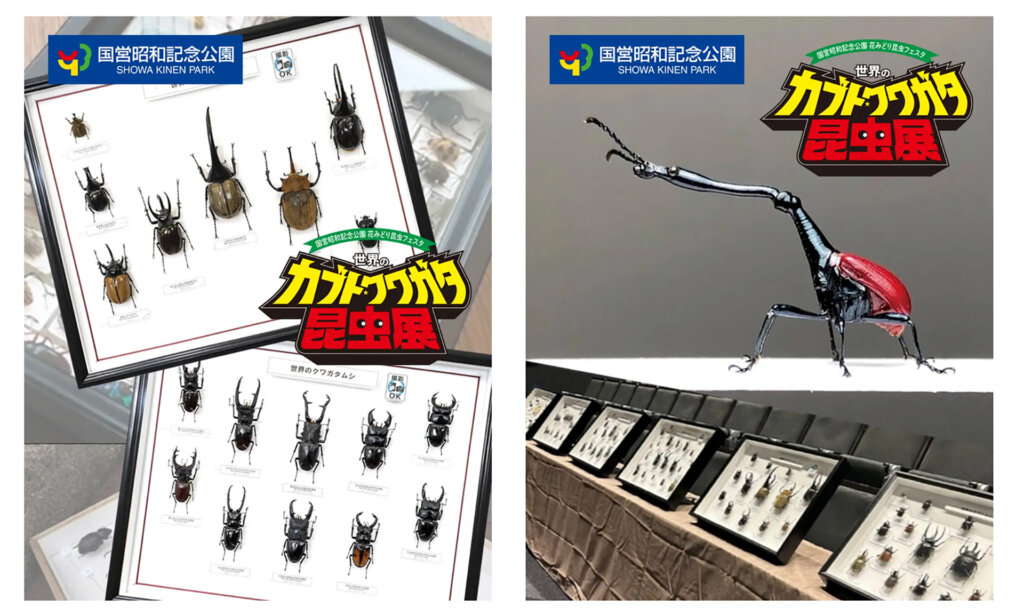 世界のカブト・クワガタ昆虫展　標本展示