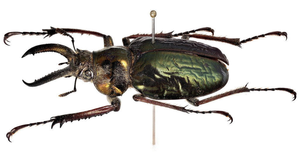 カブトムシの標本
