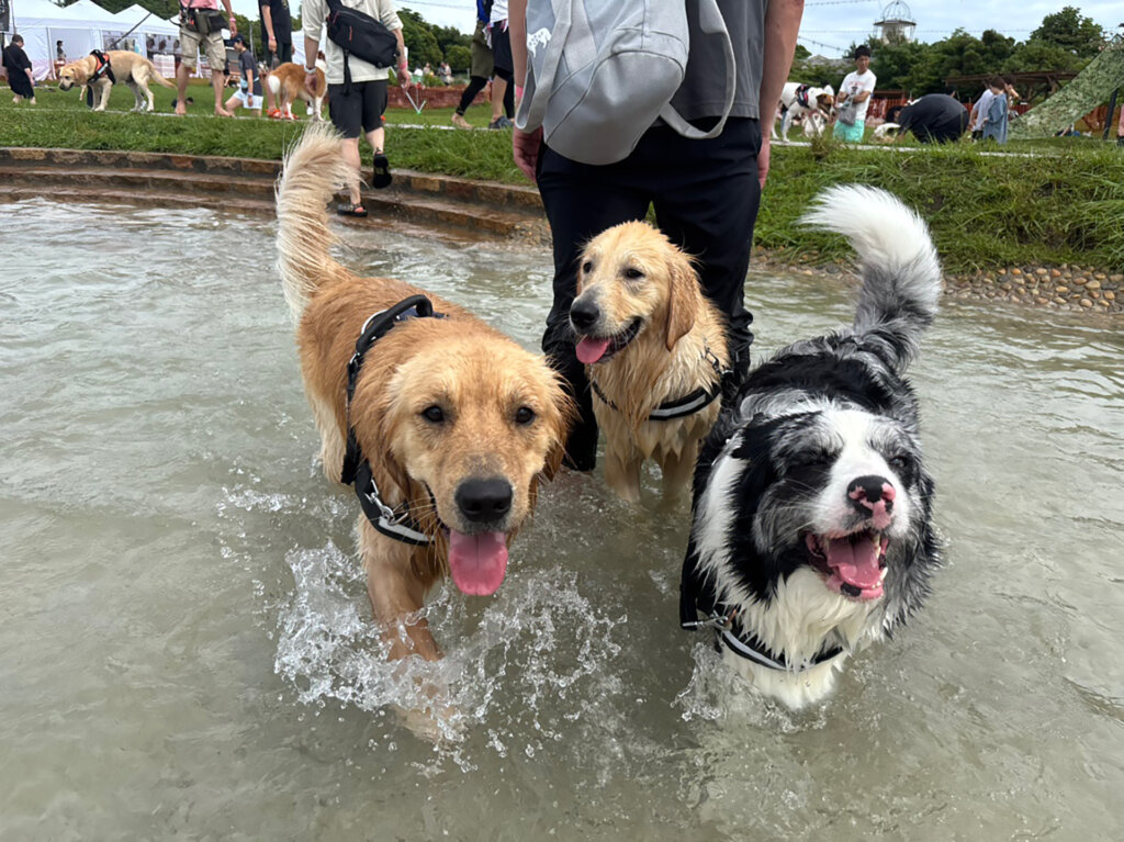 池に入る犬