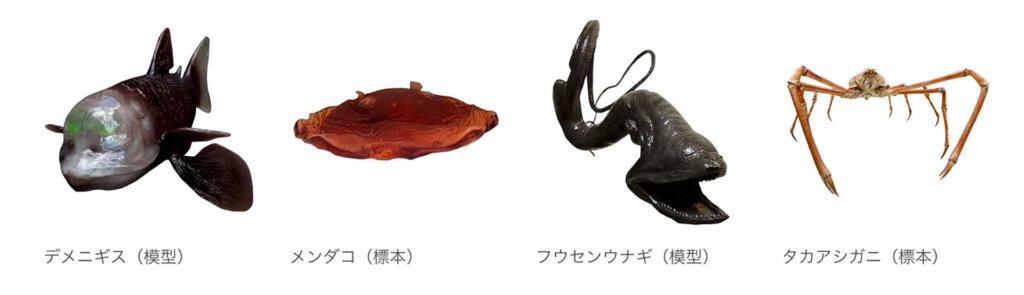 深海の生き物 メンダコ、タカアシガニなど