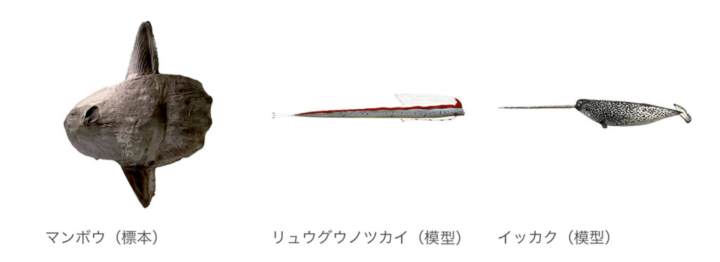 広い海で出会う生きもの マンボウ イッカクなど