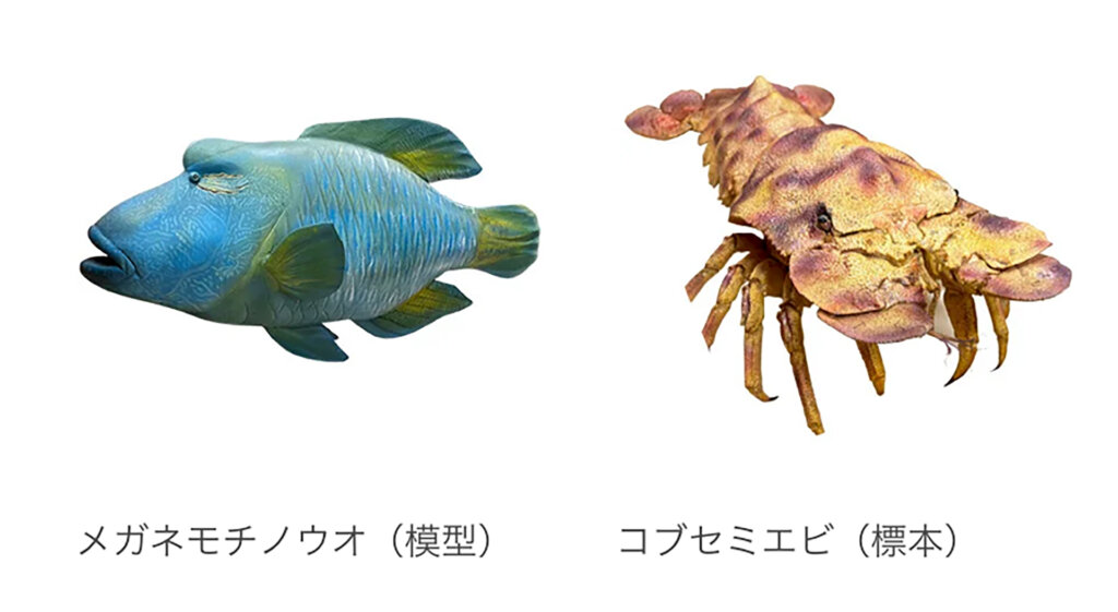 浅い海で出会う生き物 メガネモチノウオ えび