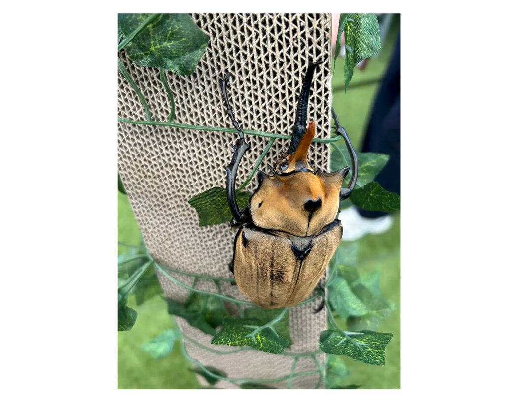 背中が茶色いカブトムシ