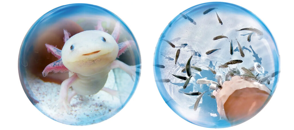 ウーパールーパーや小魚との触れ合い