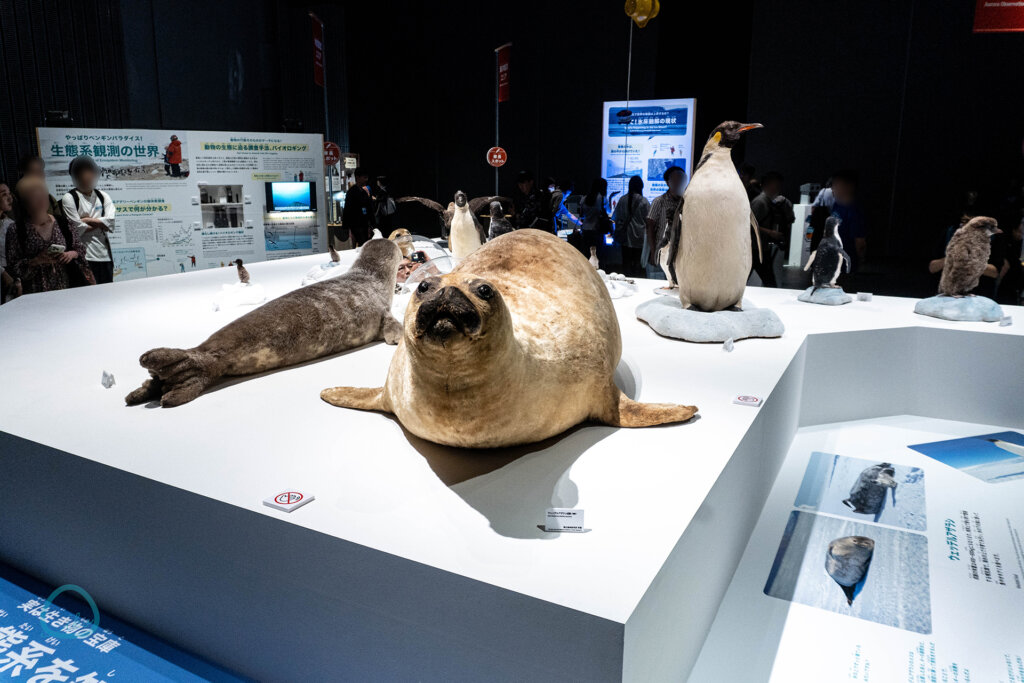大南極展 オットセイ ペンギン 生き物剥製