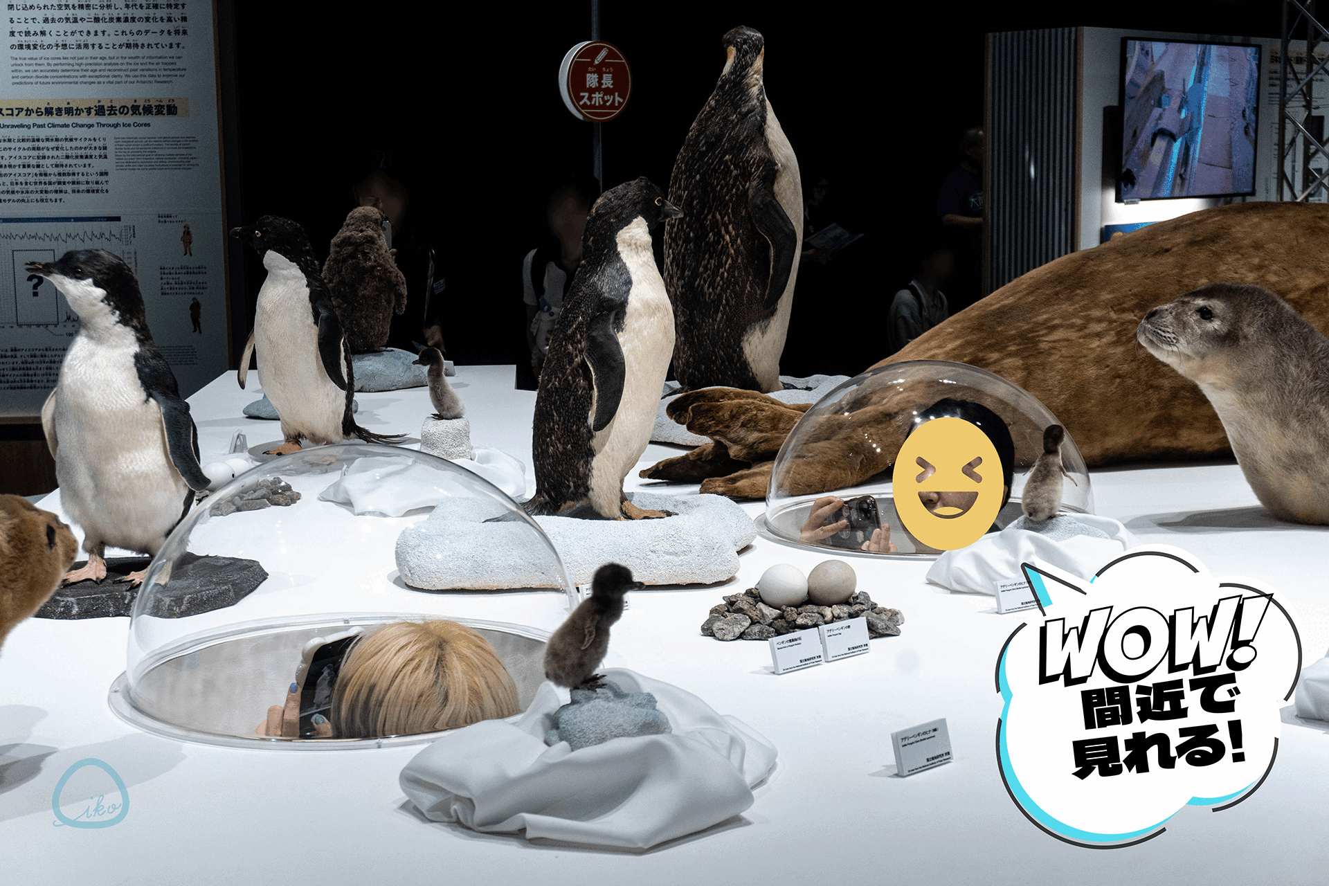 大南極展 オットセイ ペンギン 生き物剥製