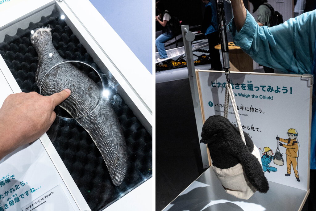 大南極展 ペンギンの皮膚に触る ペンギンの体重測定