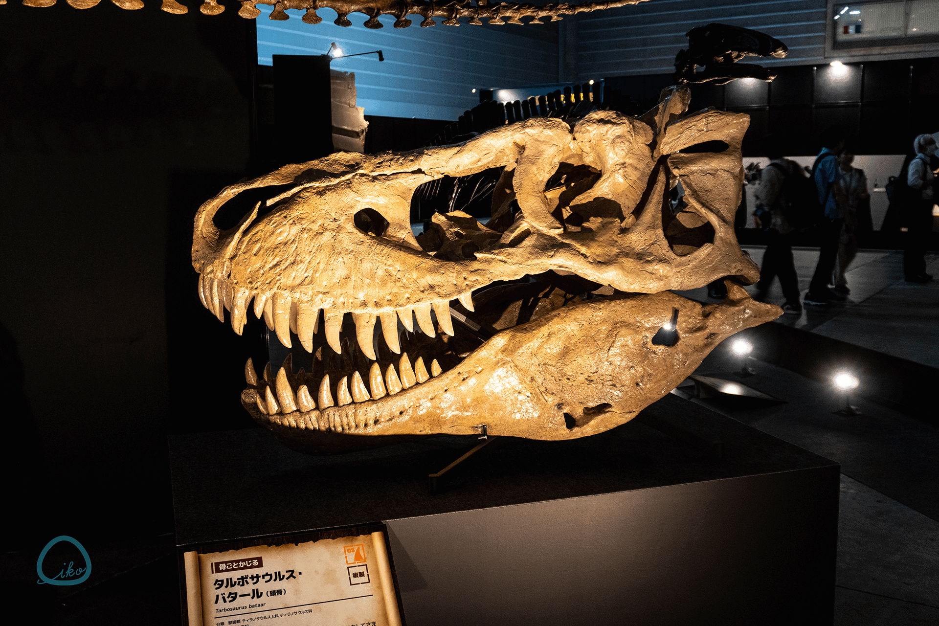 ヨコハマ恐竜展 頭骨