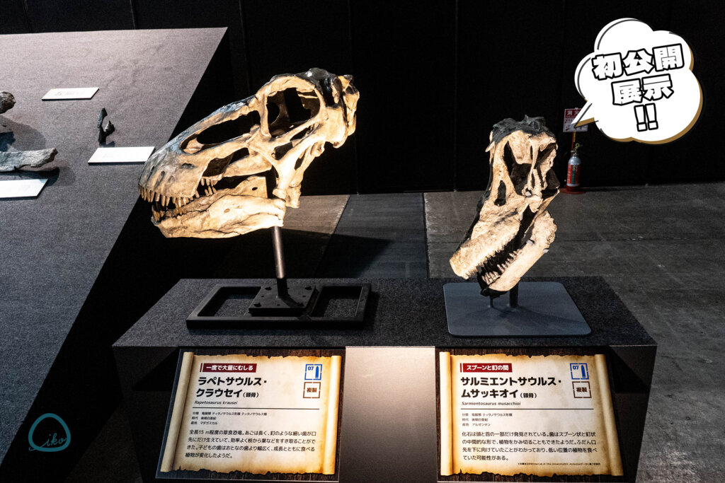 ヨコハマ恐竜展 初展示頭骨
