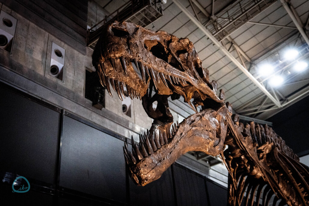 ヨコハマ恐竜展 ティラノサウルス 全身骨格
