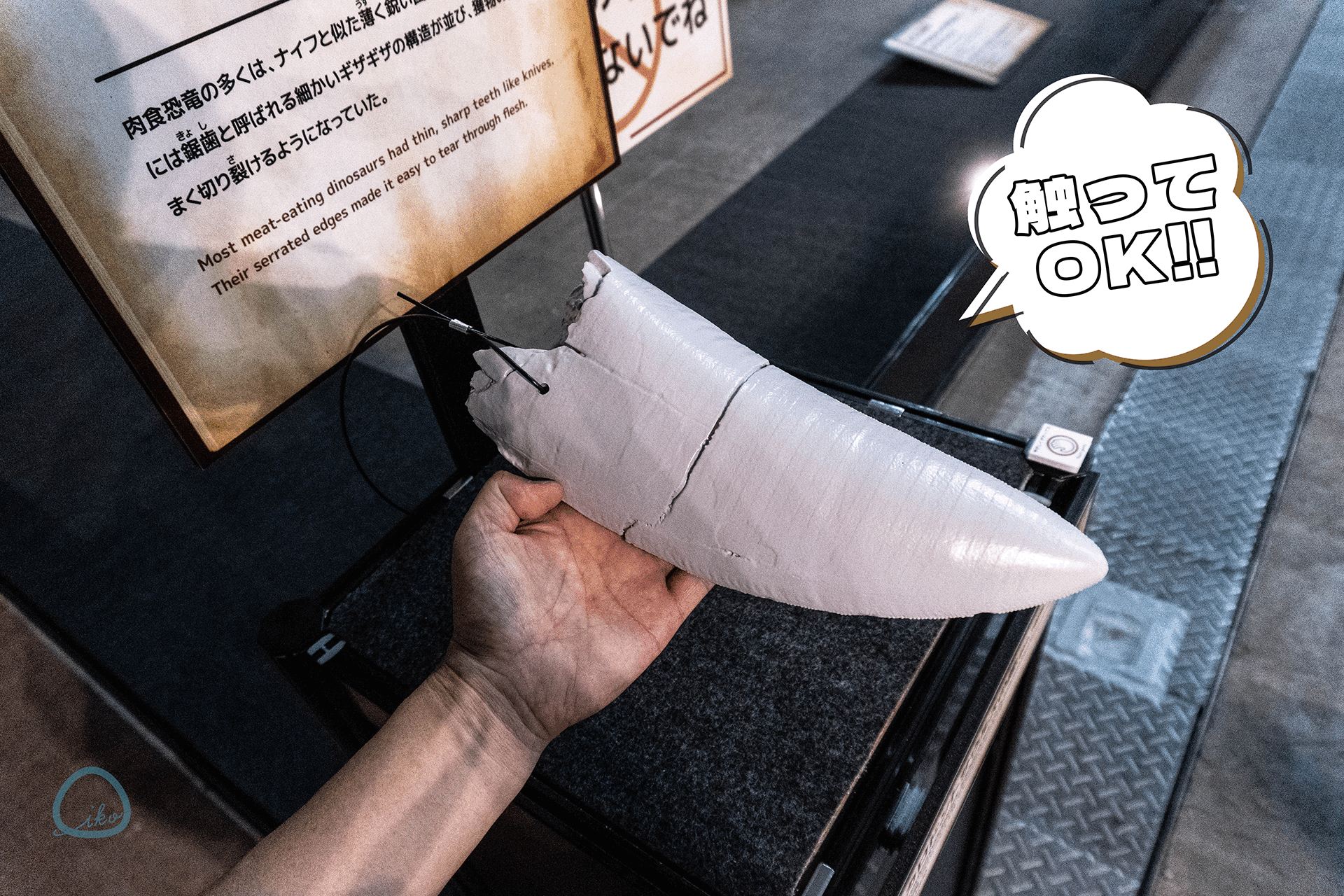 ヨコハマ恐竜展 恐竜の歯の模型