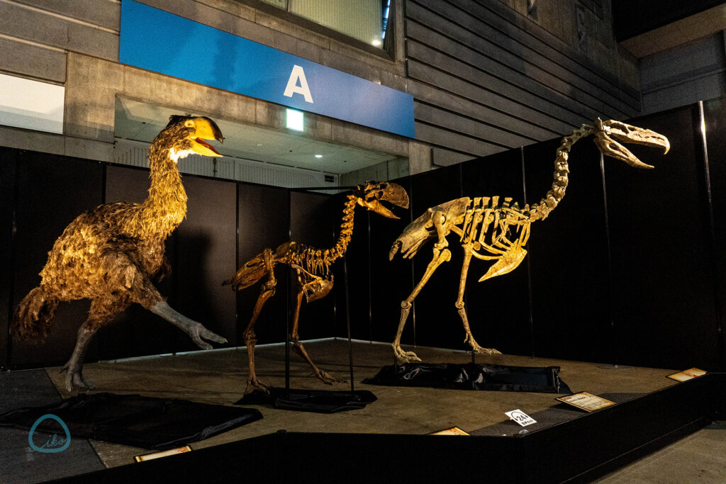 ヨコハマ恐竜展 鳥類の骨格