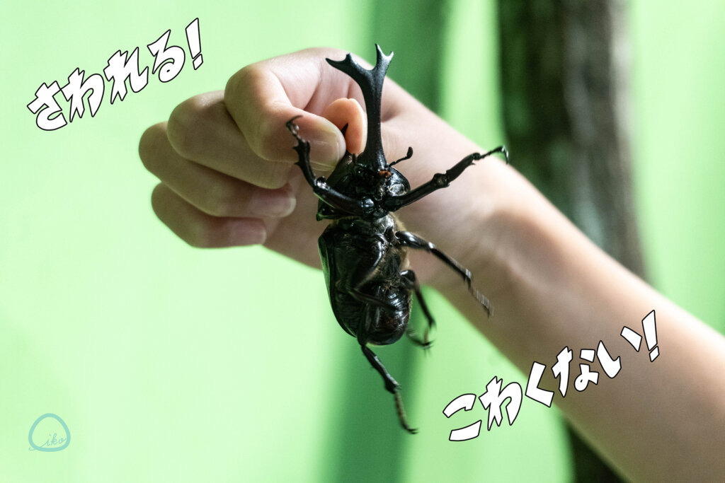 カブトムシを掴む子ども