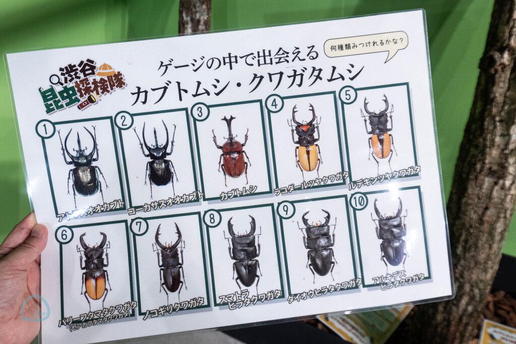 カブトムシとクワガタのリスト