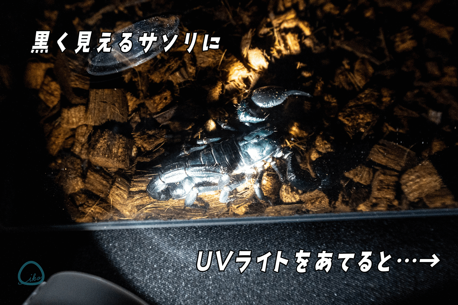 ライトでサソリを照らす