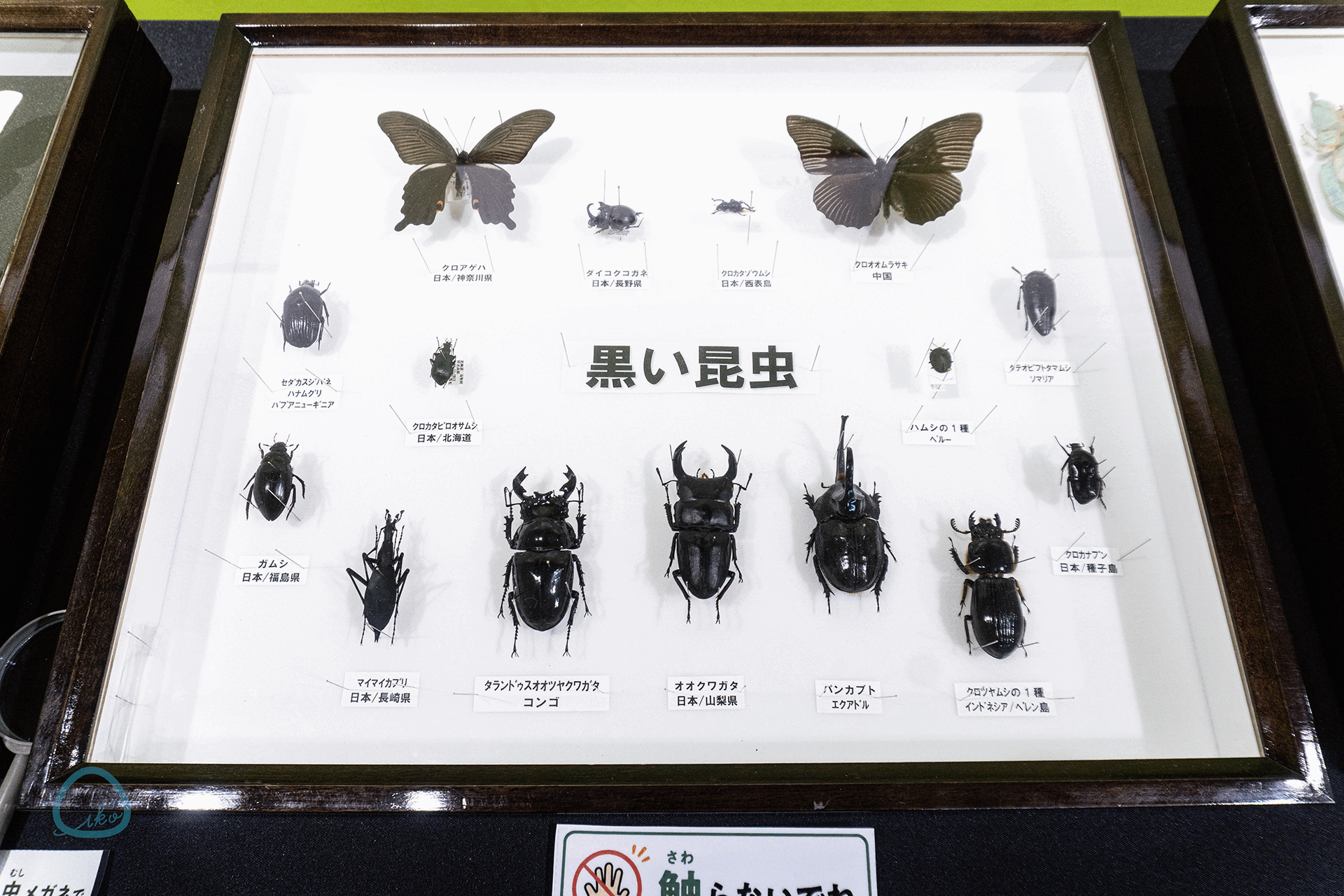 昆虫標本