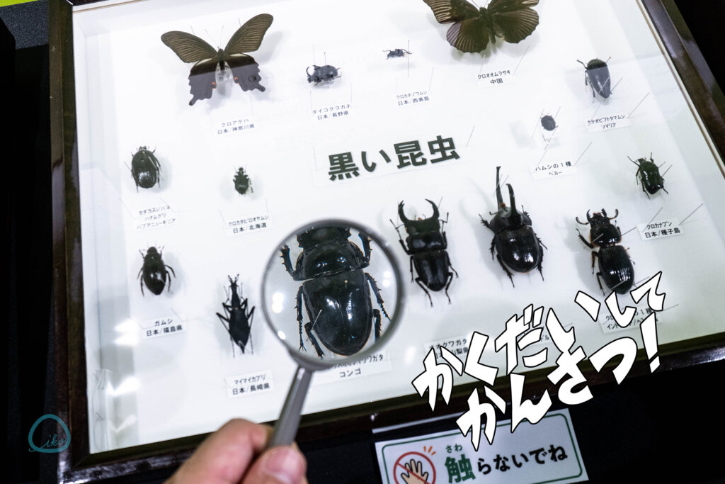 カブトムシを虫メガネで拡大