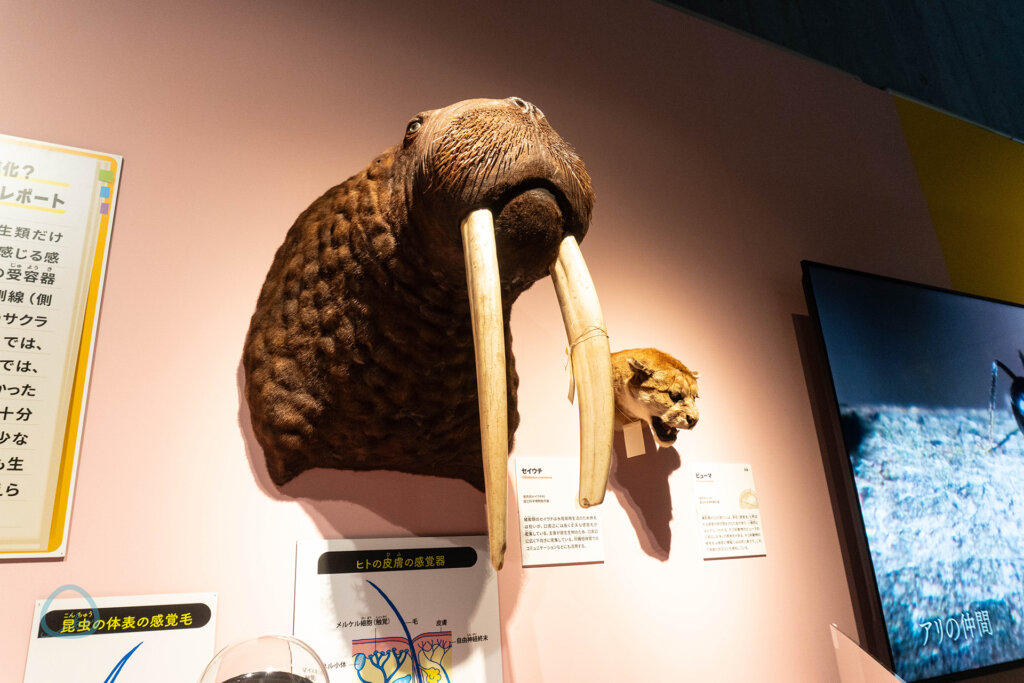 いきもの超ワールド展　オットセイ剥製