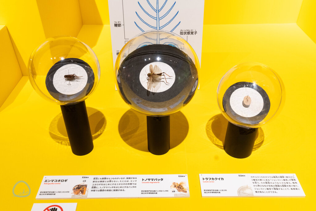 いきもの超ワールド展　コオロギ、カの標本