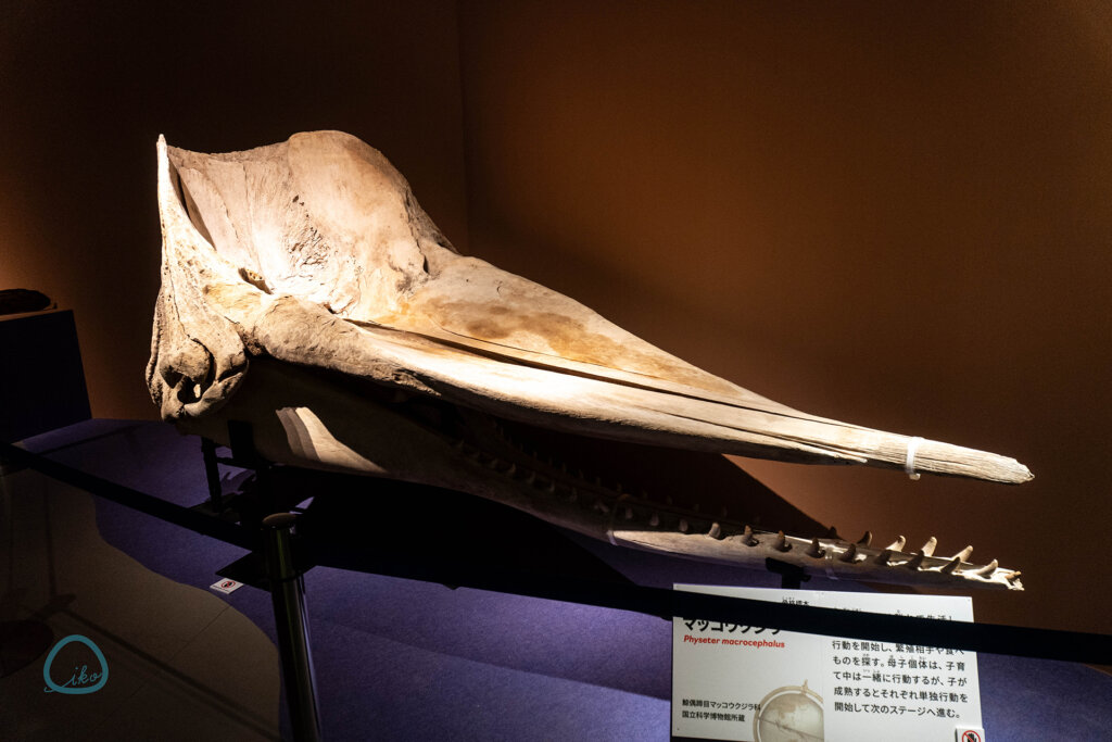 いきもの超ワールド展　マッコウクジラの頭骨