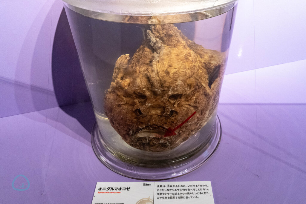 いきもの超ワールド展　オコゼのホルマリン漬け