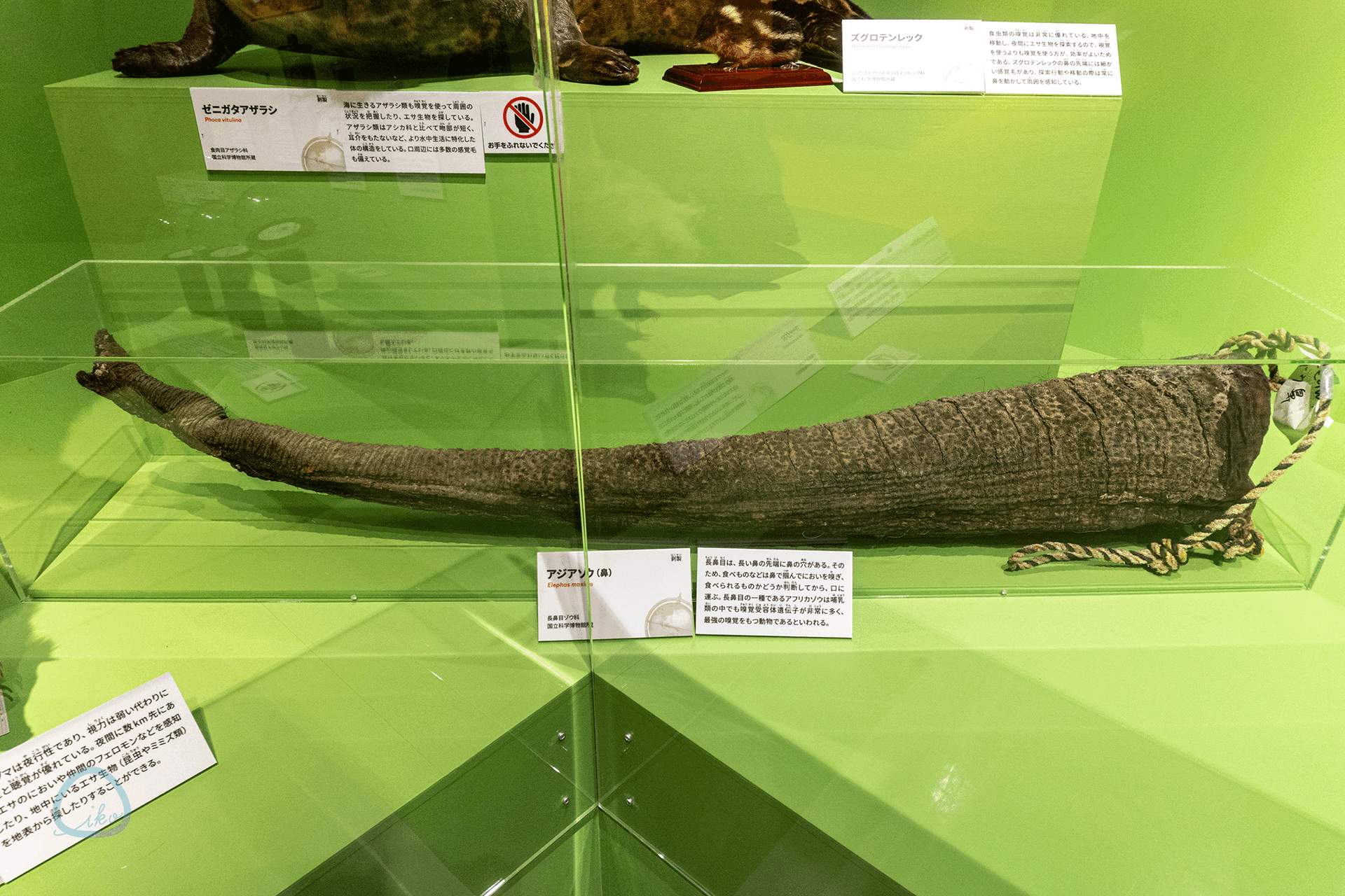 いきもの超ワールド展　象の鼻、耳、舌
