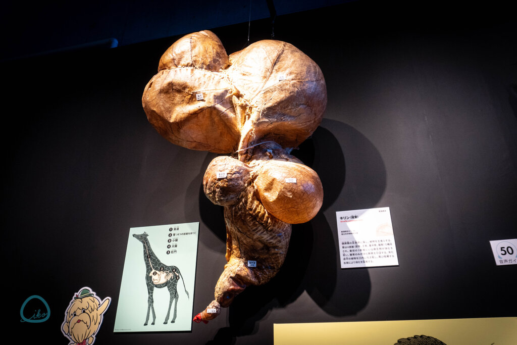 いきもの超ワールド展　キリンの胃