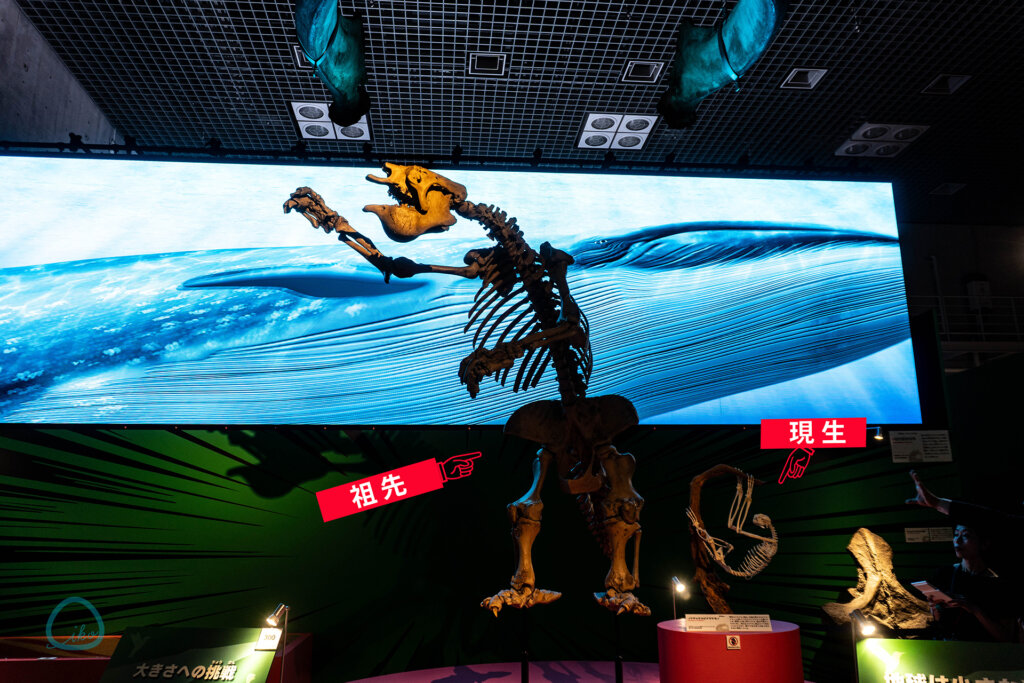 いきもの超ワールド展　クジラの映像 ナマケモノの全身骨格