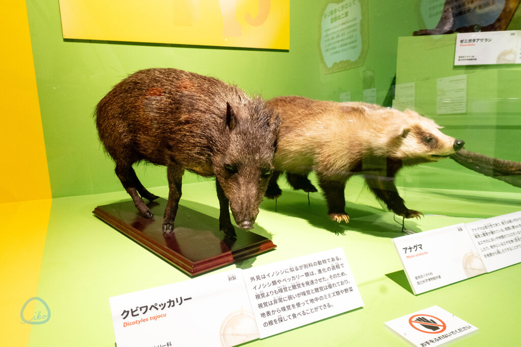 いきもの超ワールド展　クビワペッカリー、アナグマの剥製