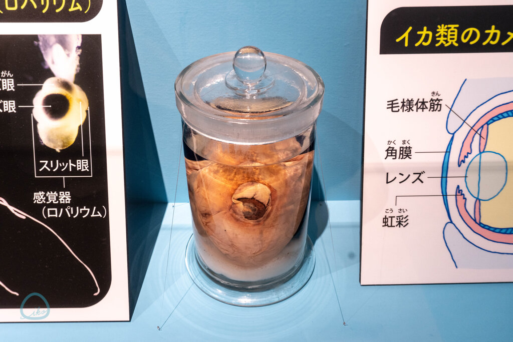 いきもの超ワールド展　イカのホルマリン漬け