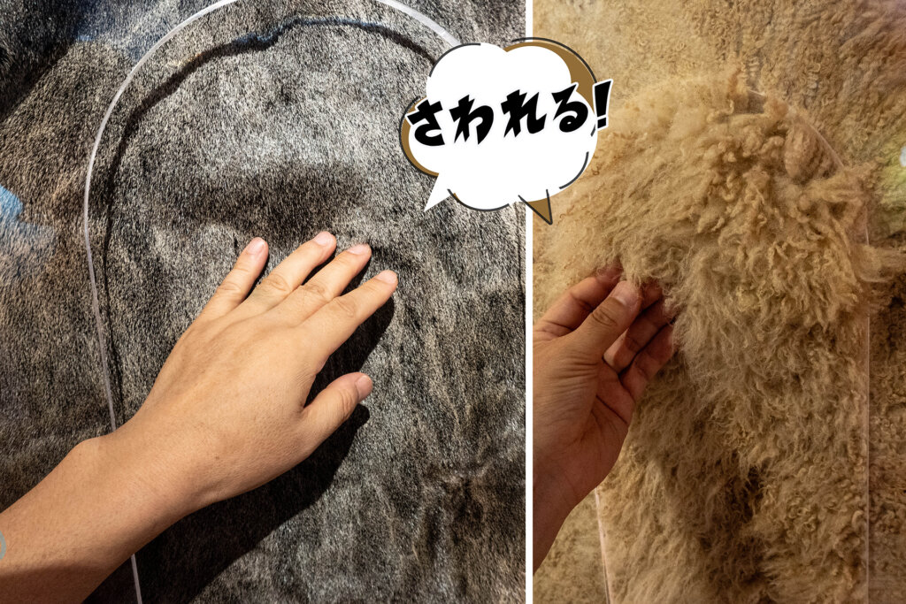 いきもの超ワールド展　毛を触る手