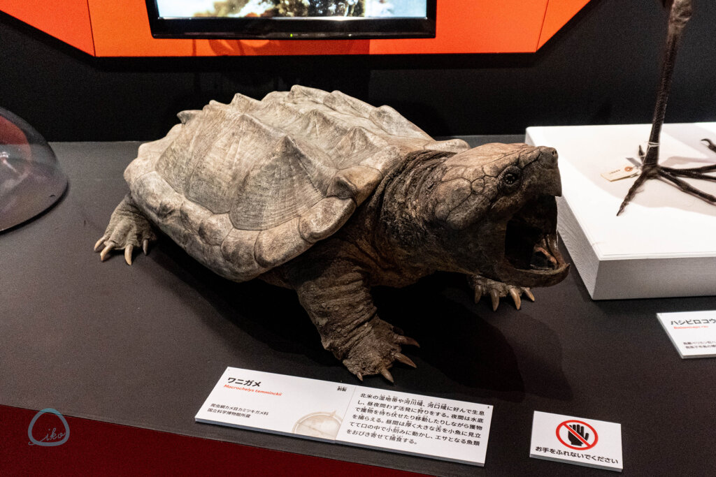 いきもの超ワールド展　ワニガメの剥製