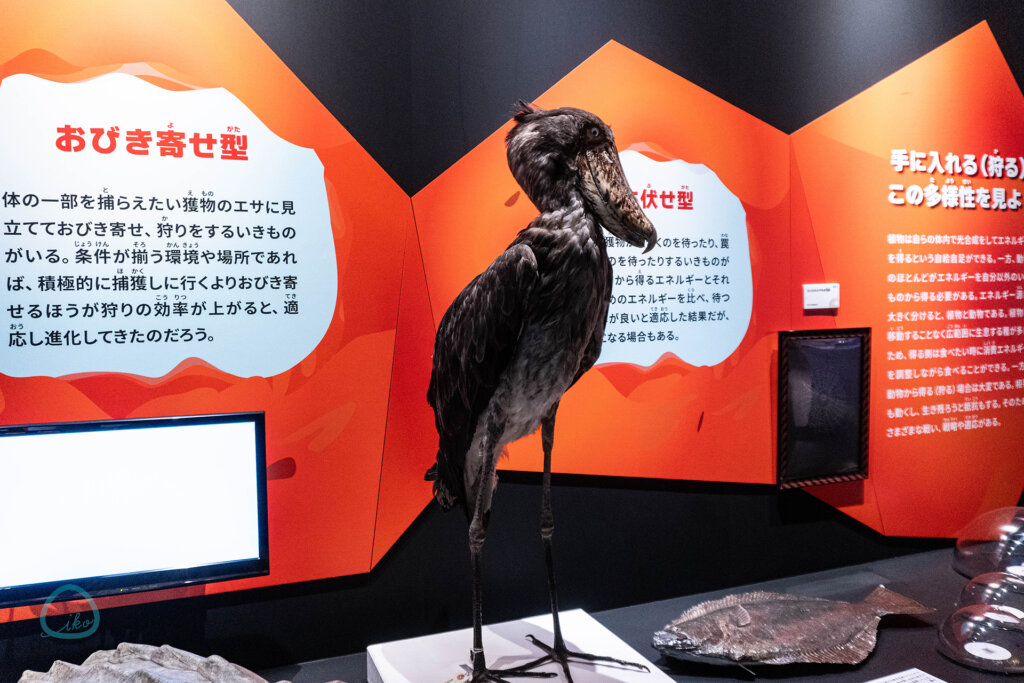 いきもの超ワールド展　ハシビロコウの剥製