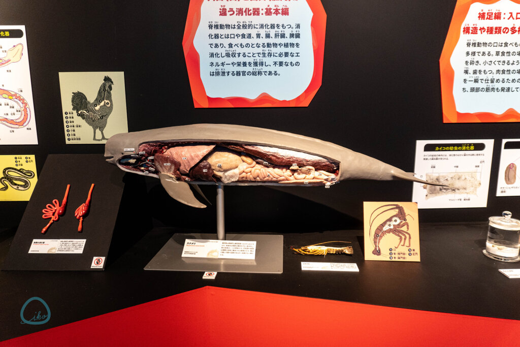 いきもの超ワールド展　スナメリの剥製