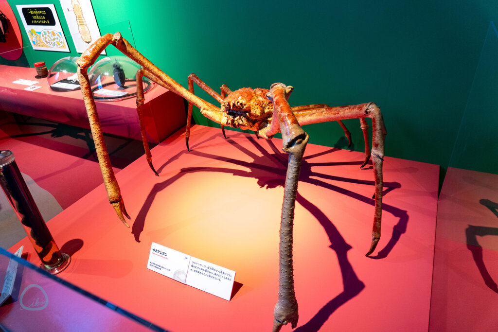 いきもの超ワールド展　タカアシガニの剥製