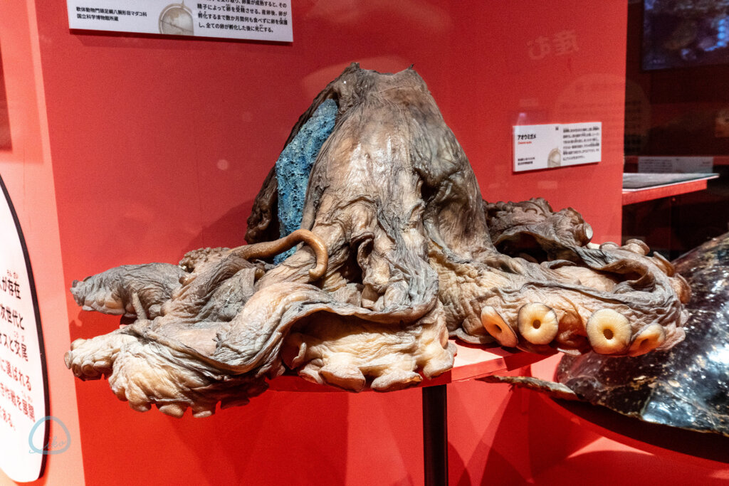 いきもの超ワールド展　メンダコの剥製