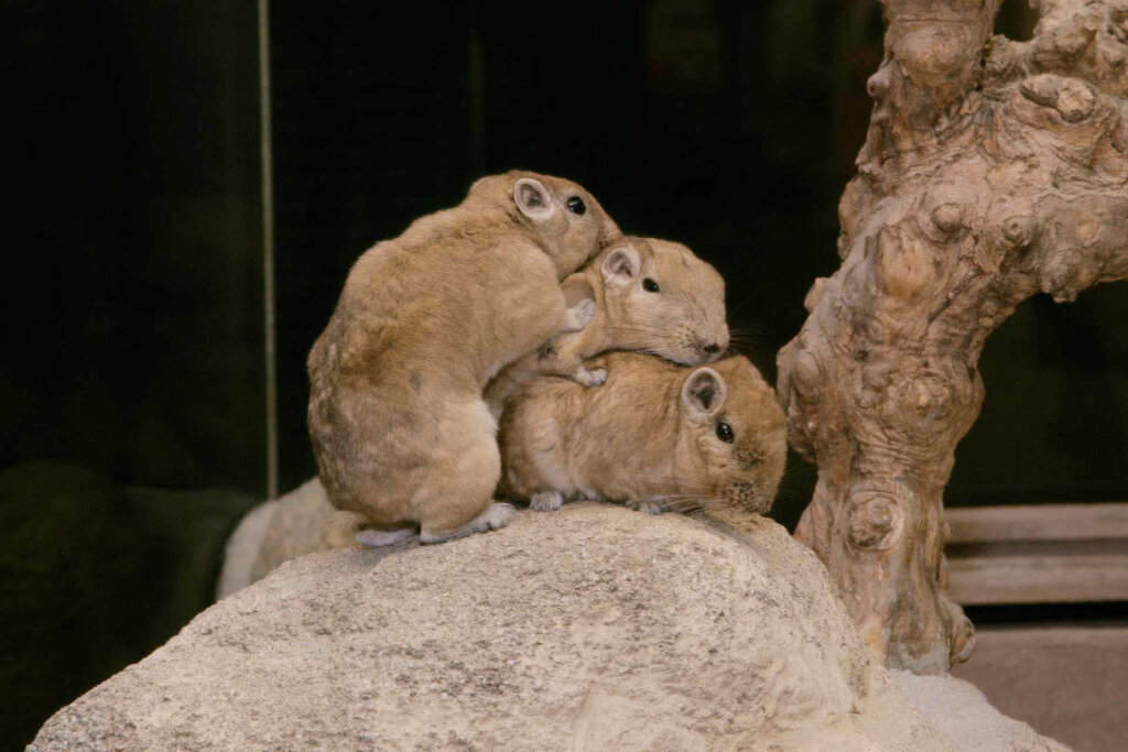 足立区生物園 群れをなすグンディ
