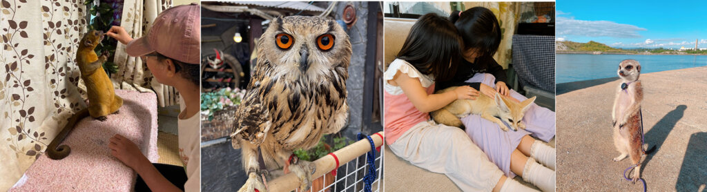 小動物と触れあう子ども フクロウ ミーアキャット